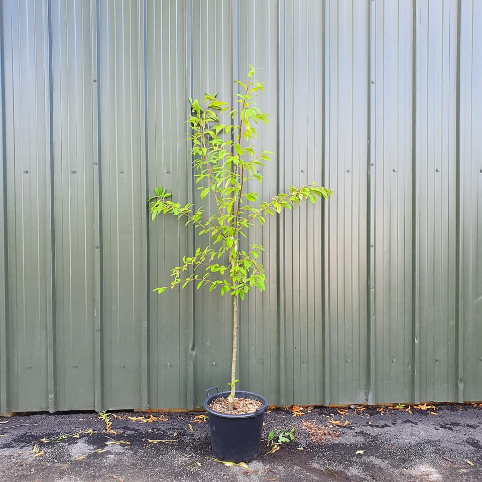 Cotoneaster cornubia 10L