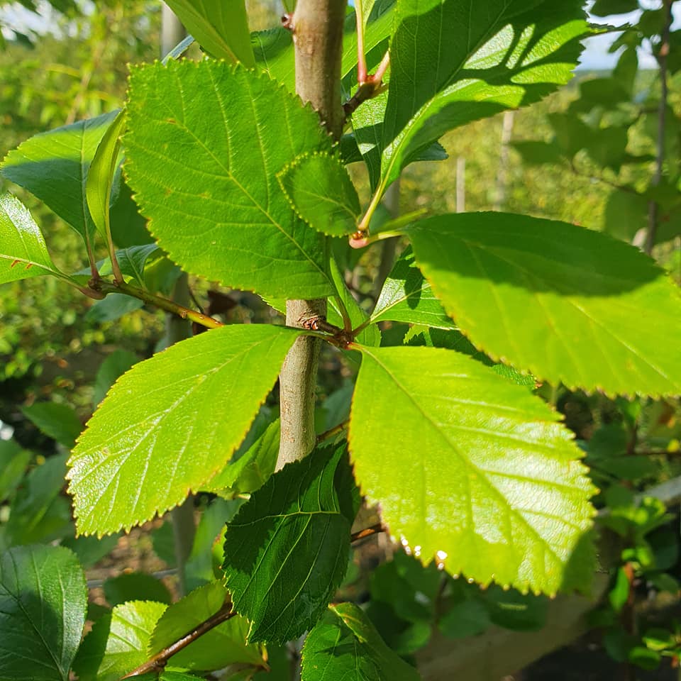 Crataegus persimilis - Cockspur Thorn