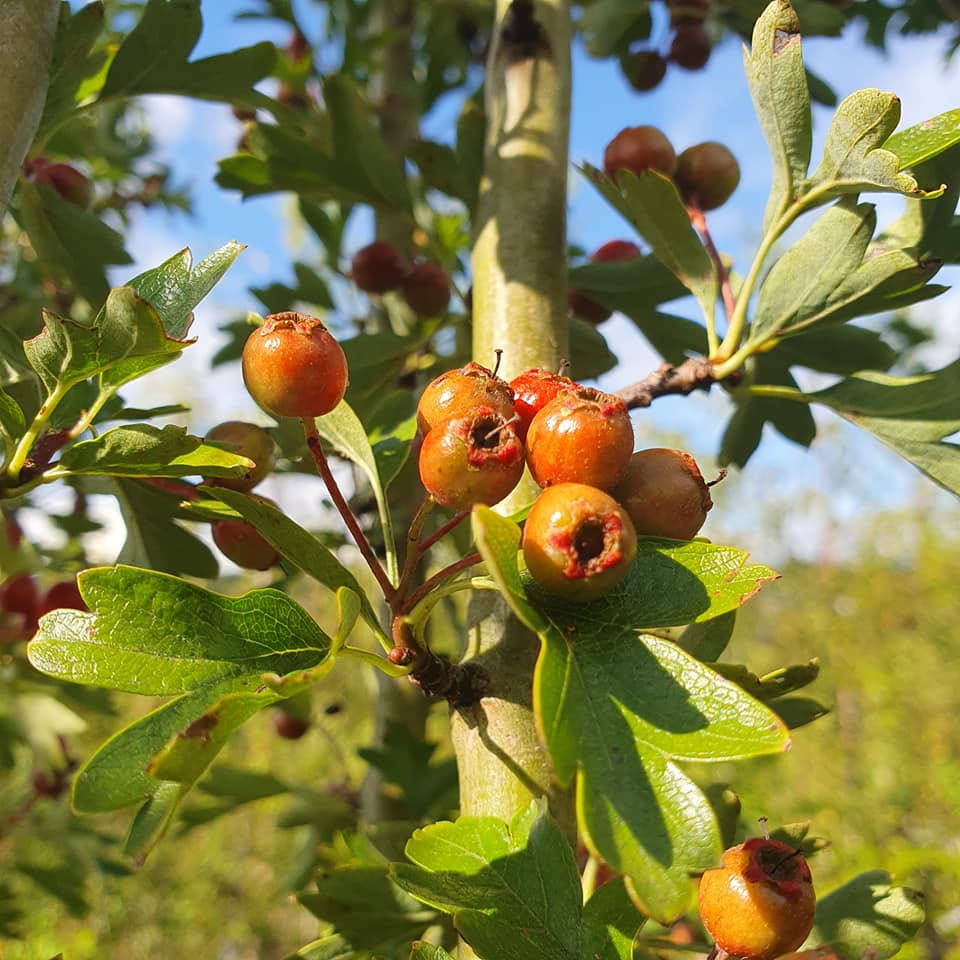 Crataegus Monogyna Stricta - Upright Fastigate Hawthorn
