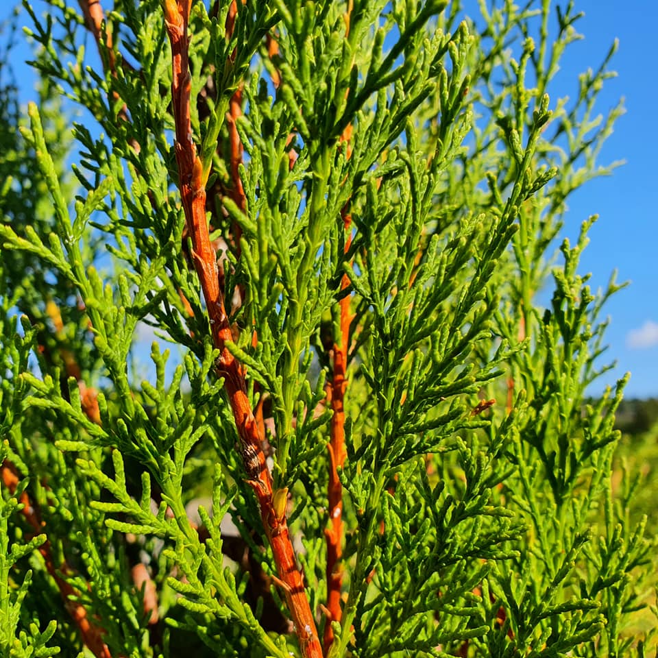 Cupressus sempervirens Garda- Mediterranean Italian Cypress