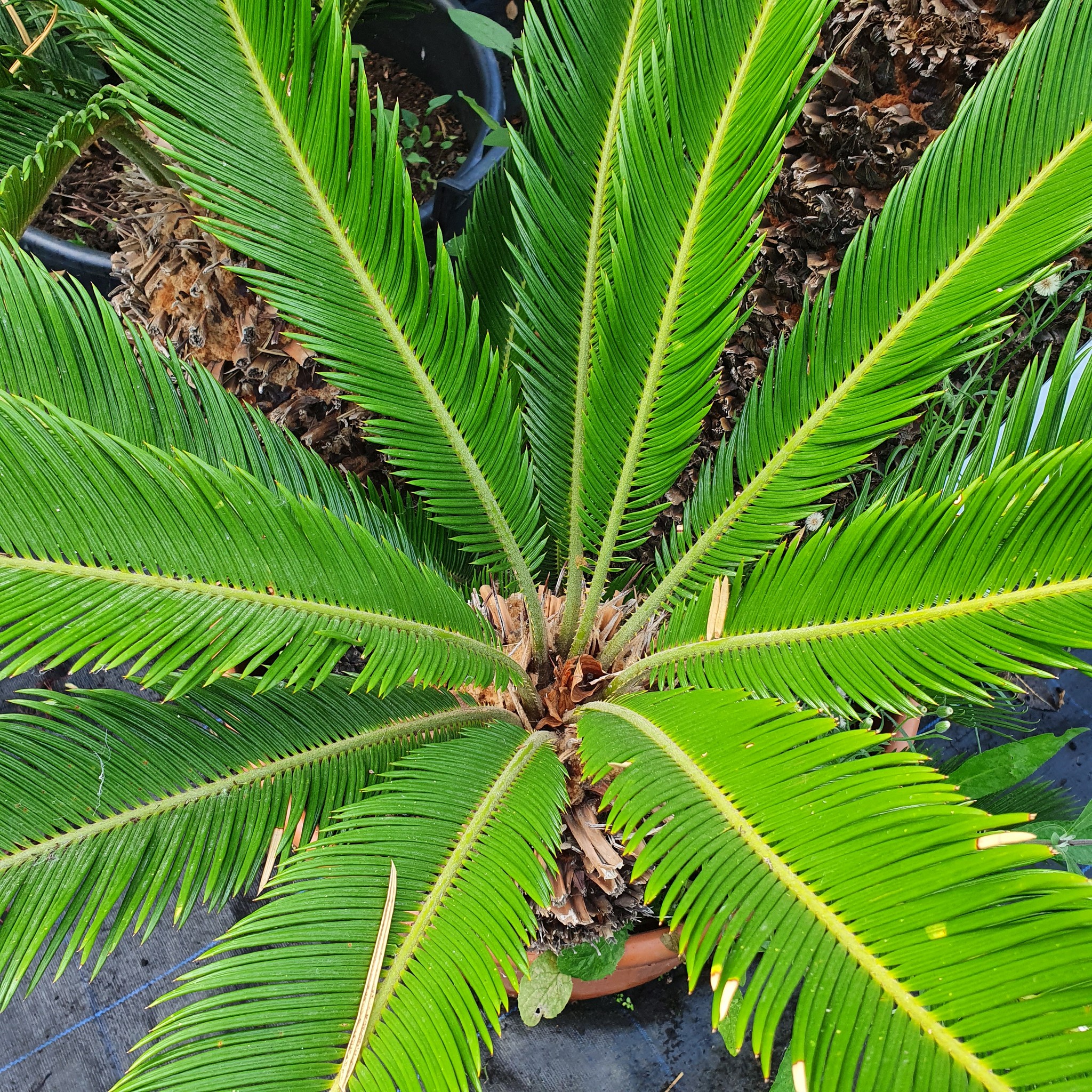 Cycas revoluta - Japanese Sago Palm