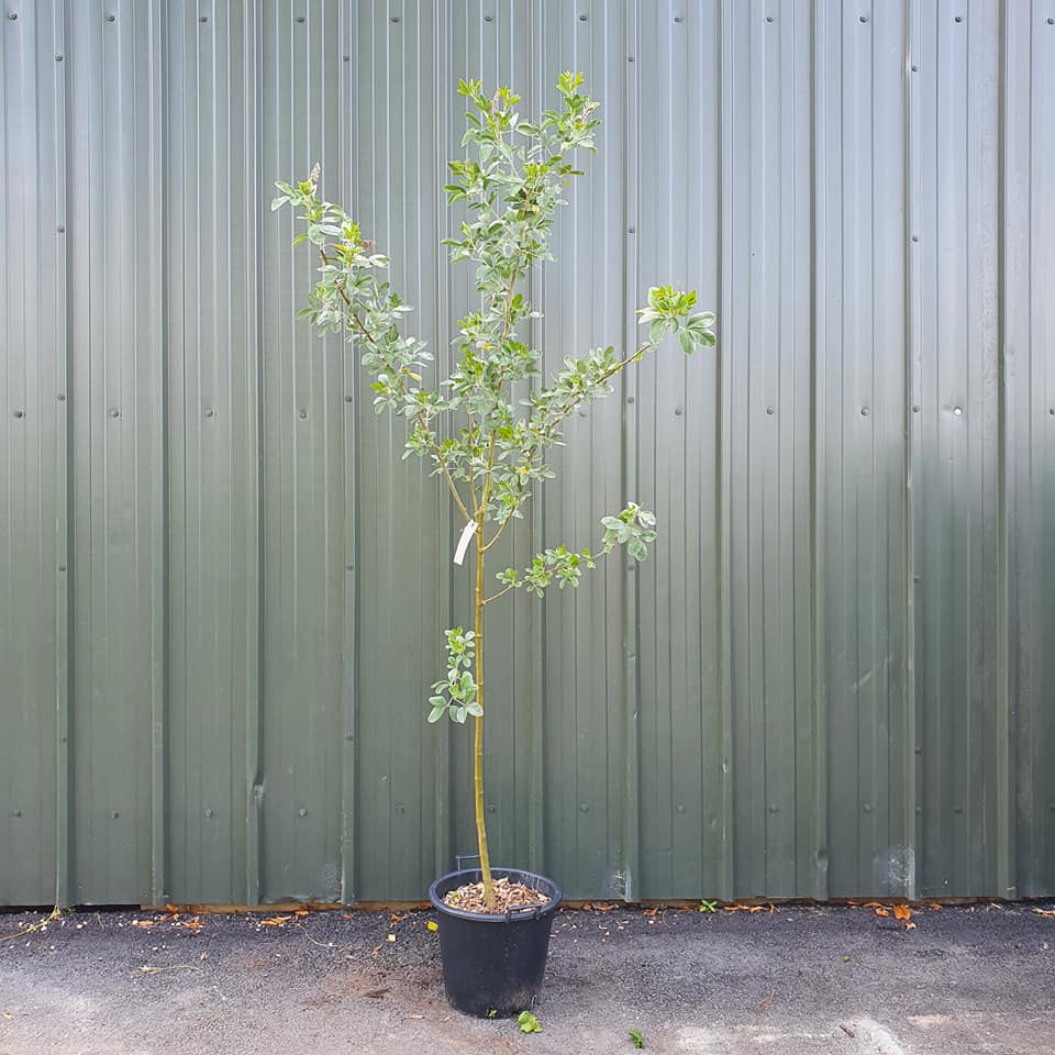 Cytisus battandieri - Pineapple Broom