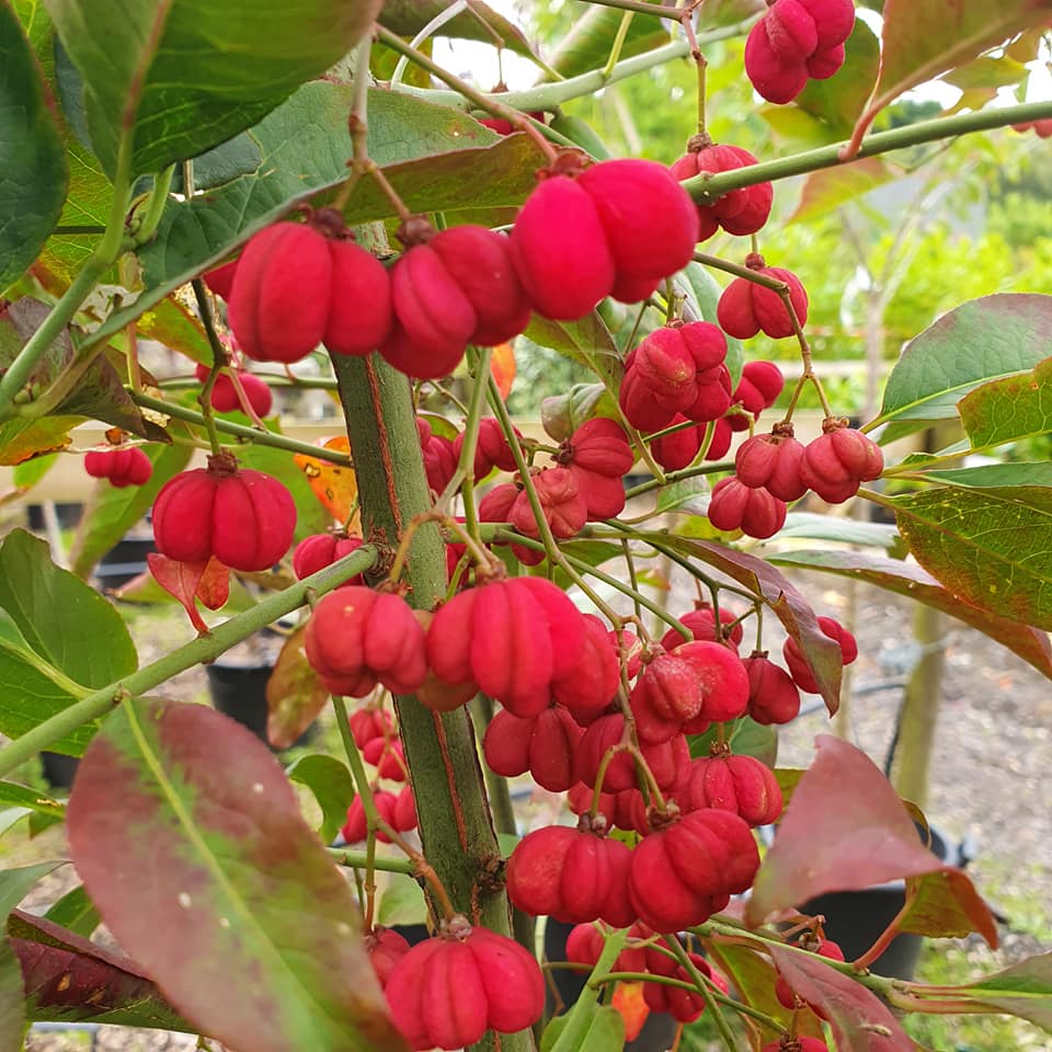 Euonymus europeaus - Spindleberry Tree 