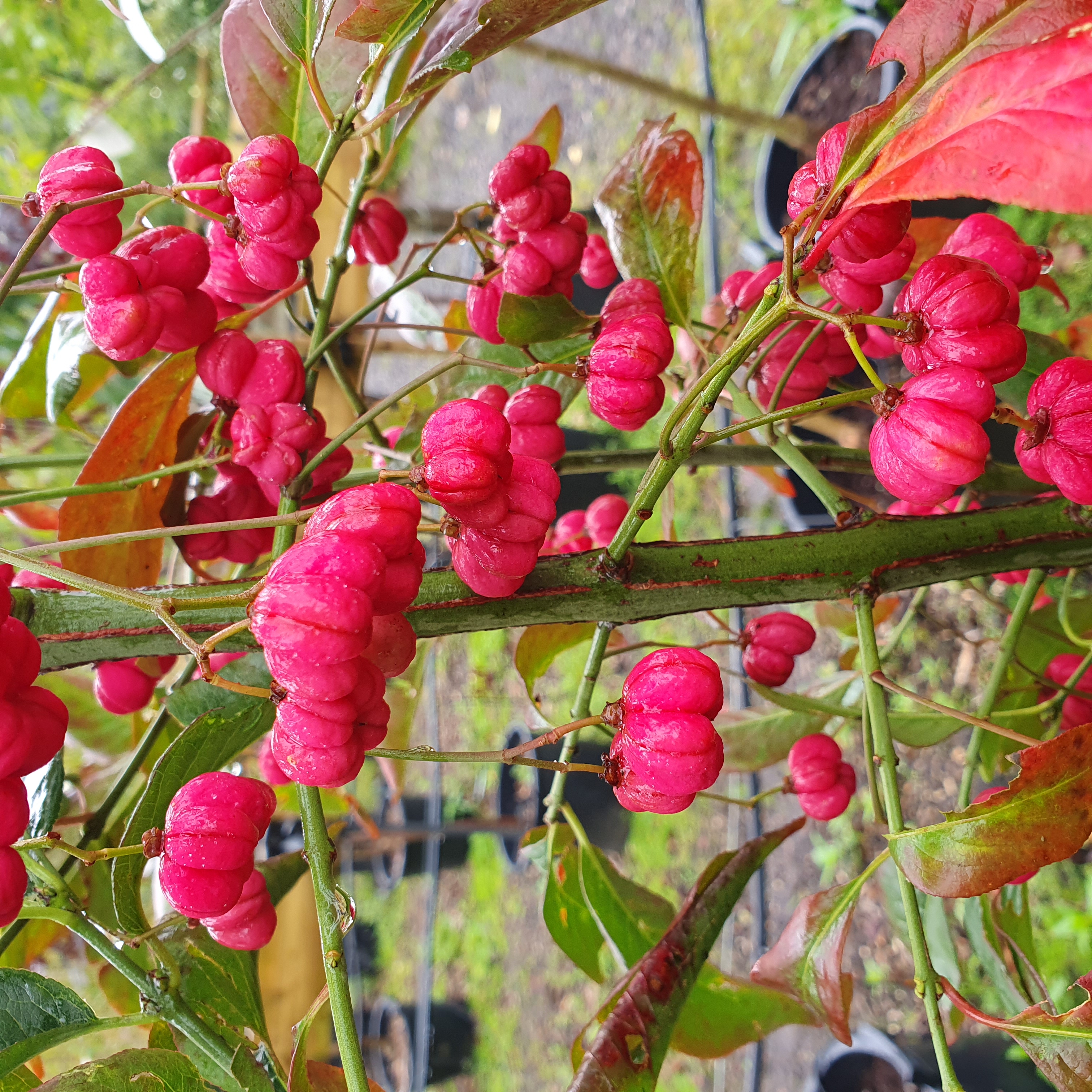 Euonymus Red Cascade - Spindle Tree