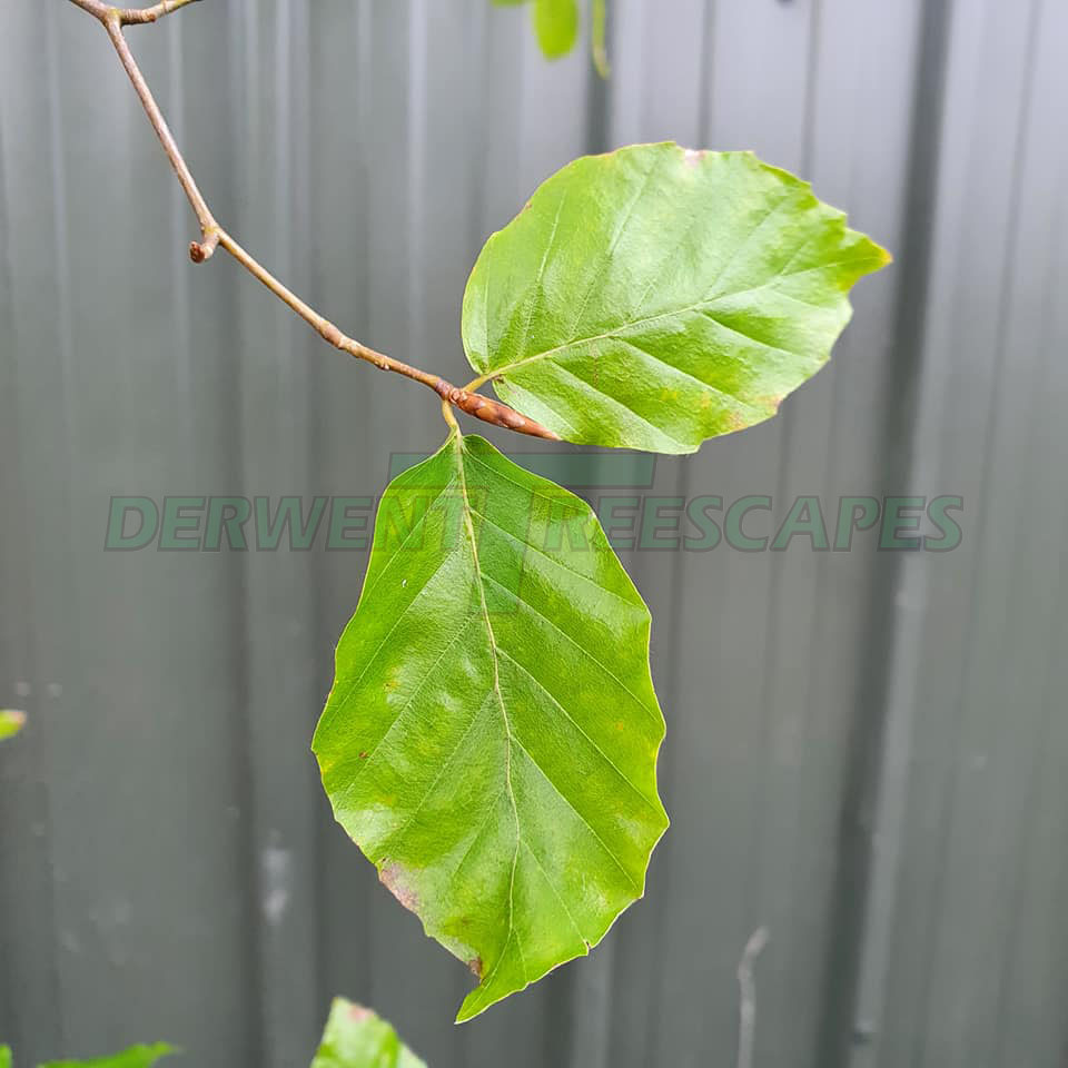 Fagus sylvatica - Common Green Beech 30L