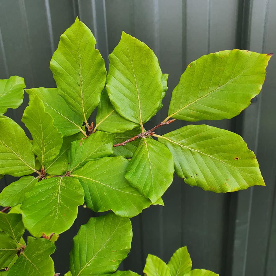 Fagus sylvatica - Green Beech - 6-8