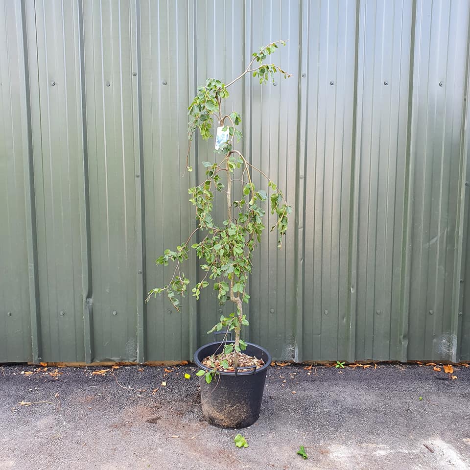 Fagus sylvatica pendula - Weeping Green Beech