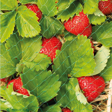 Fruit & Crop Netting 6x4m
