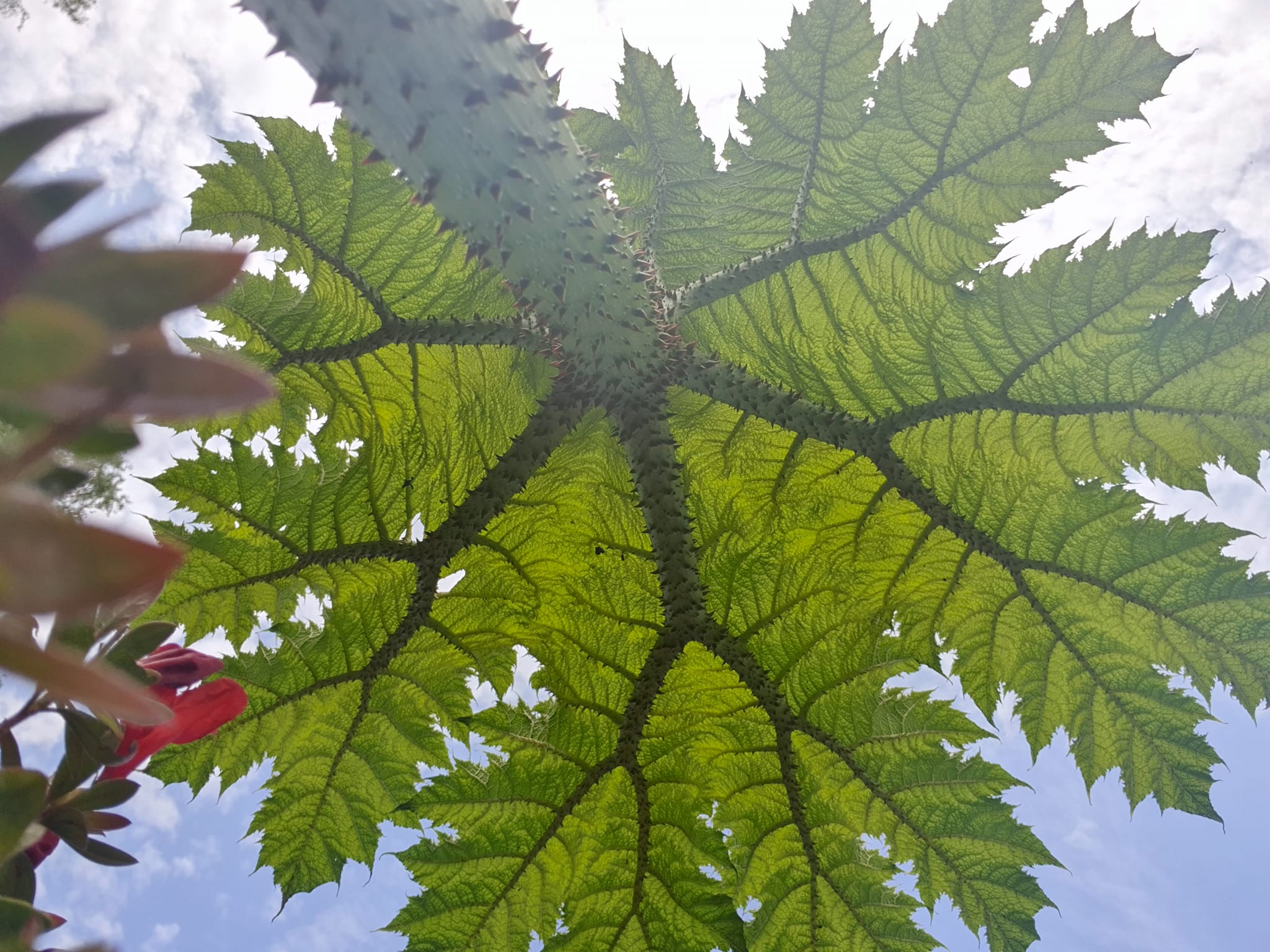 Gunnera maculata - Giant Rhubarb