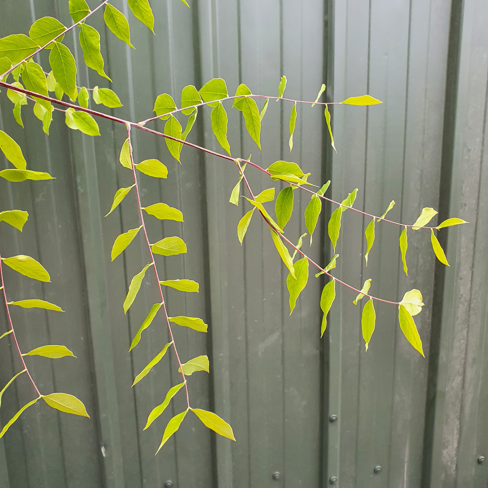 Gymnocladus dioica - Kentucky Coffee Tree