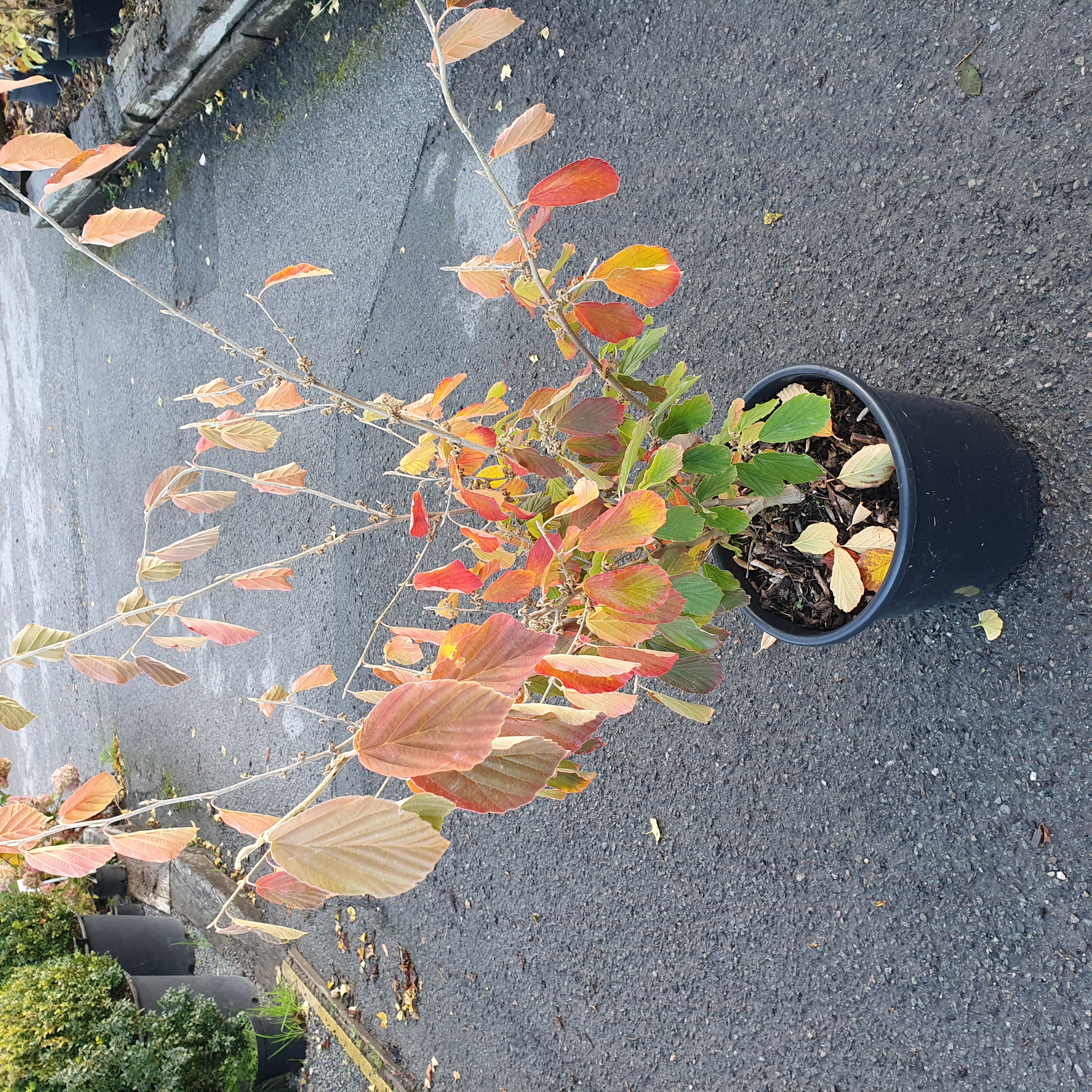 Hamamelis x intermedia Arnold Promise - Witch Hazel