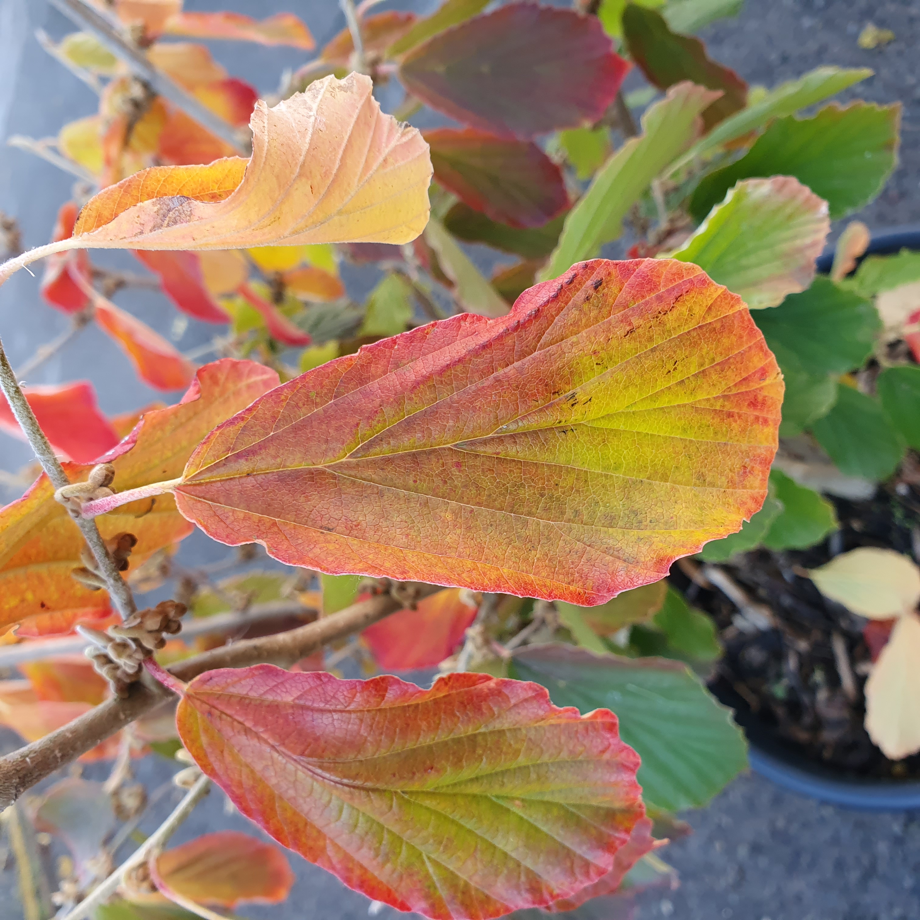 Hamamelis x intermedia Feuerzauber - Witch Hazel