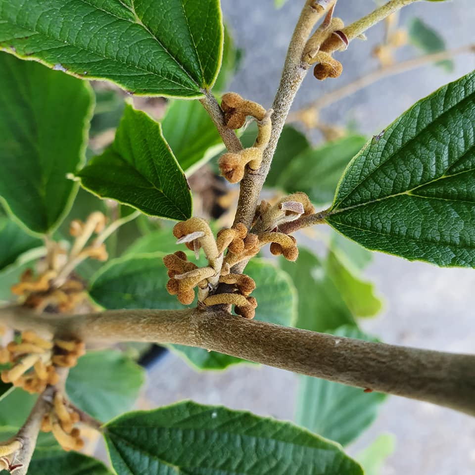 Hamamelis virginiana - Witch Hazel