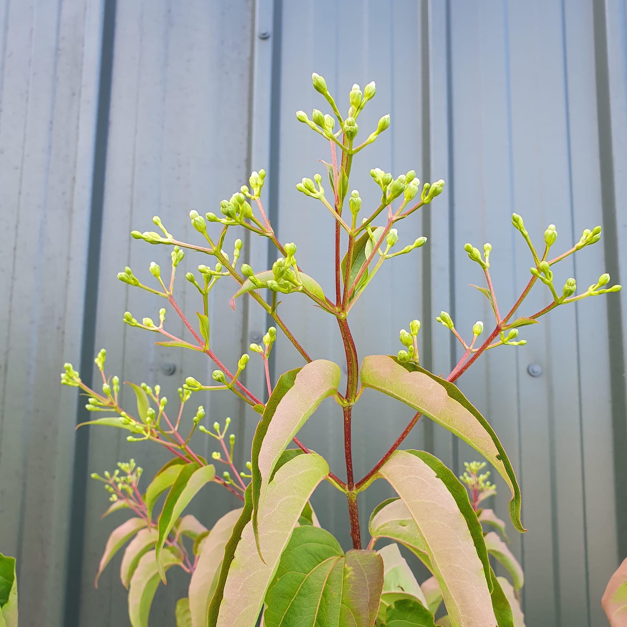 Heptacodium miconioides - Seven-son Flower Tree