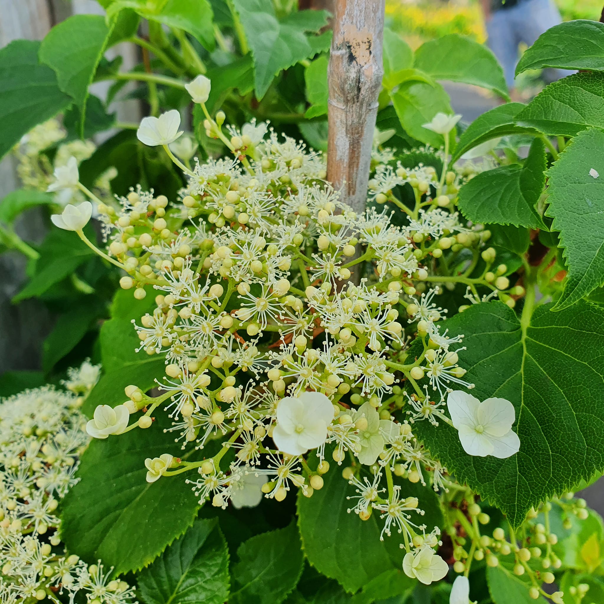 Hydrangea petiolaris - Climbing Hydrangea LARGE