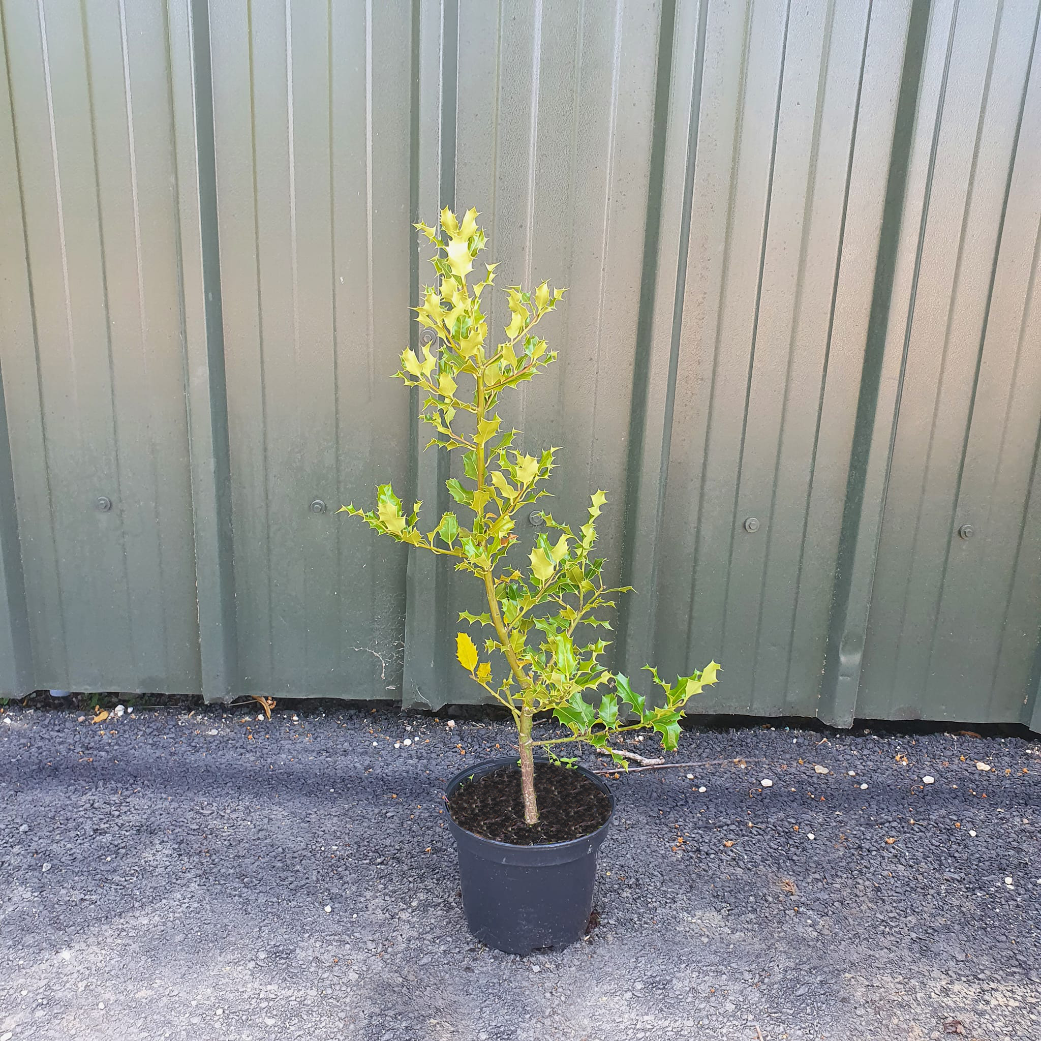 Ilex aquifolium - Holly Hedging - 2L