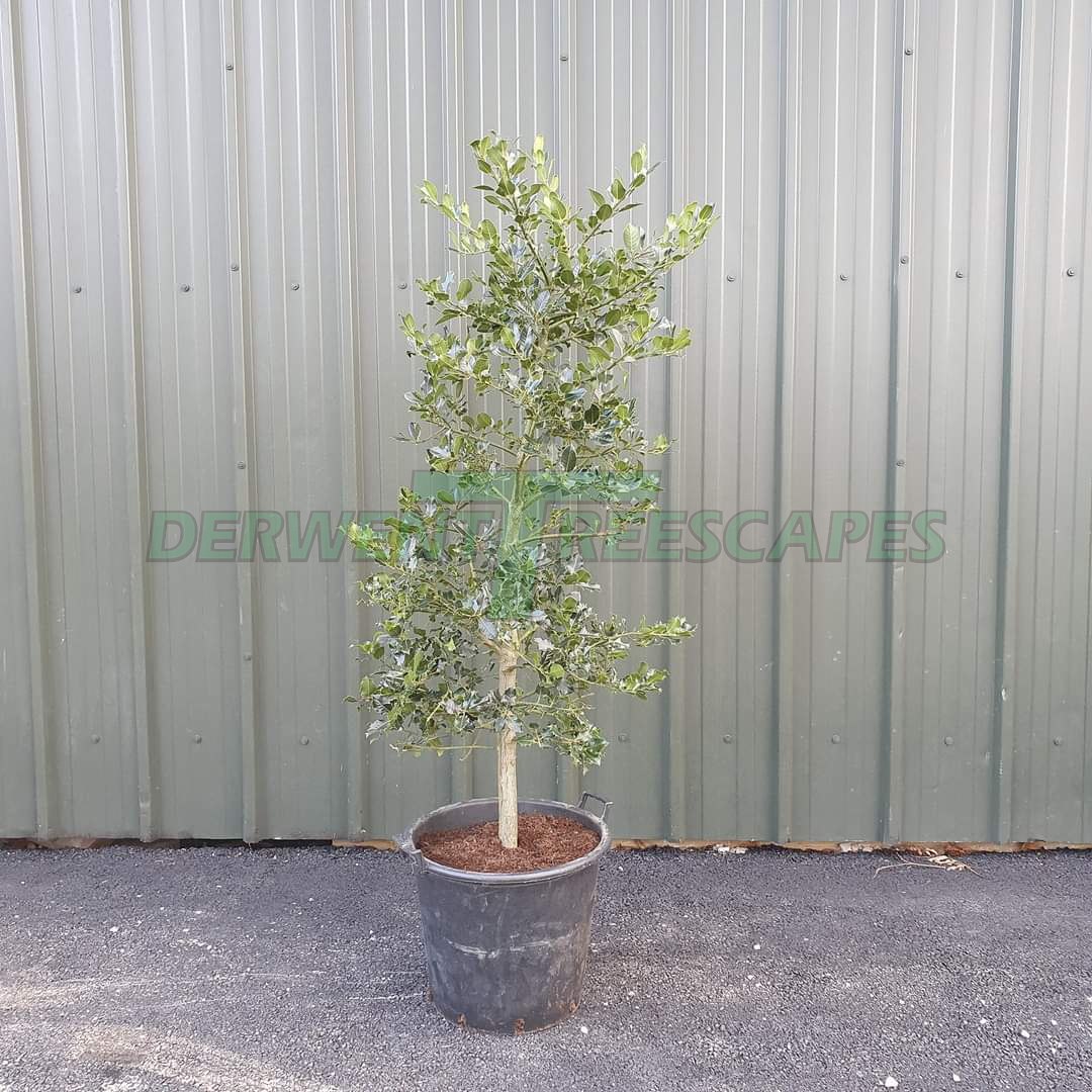 Ilex aquifolium - Common Native Holly 50L