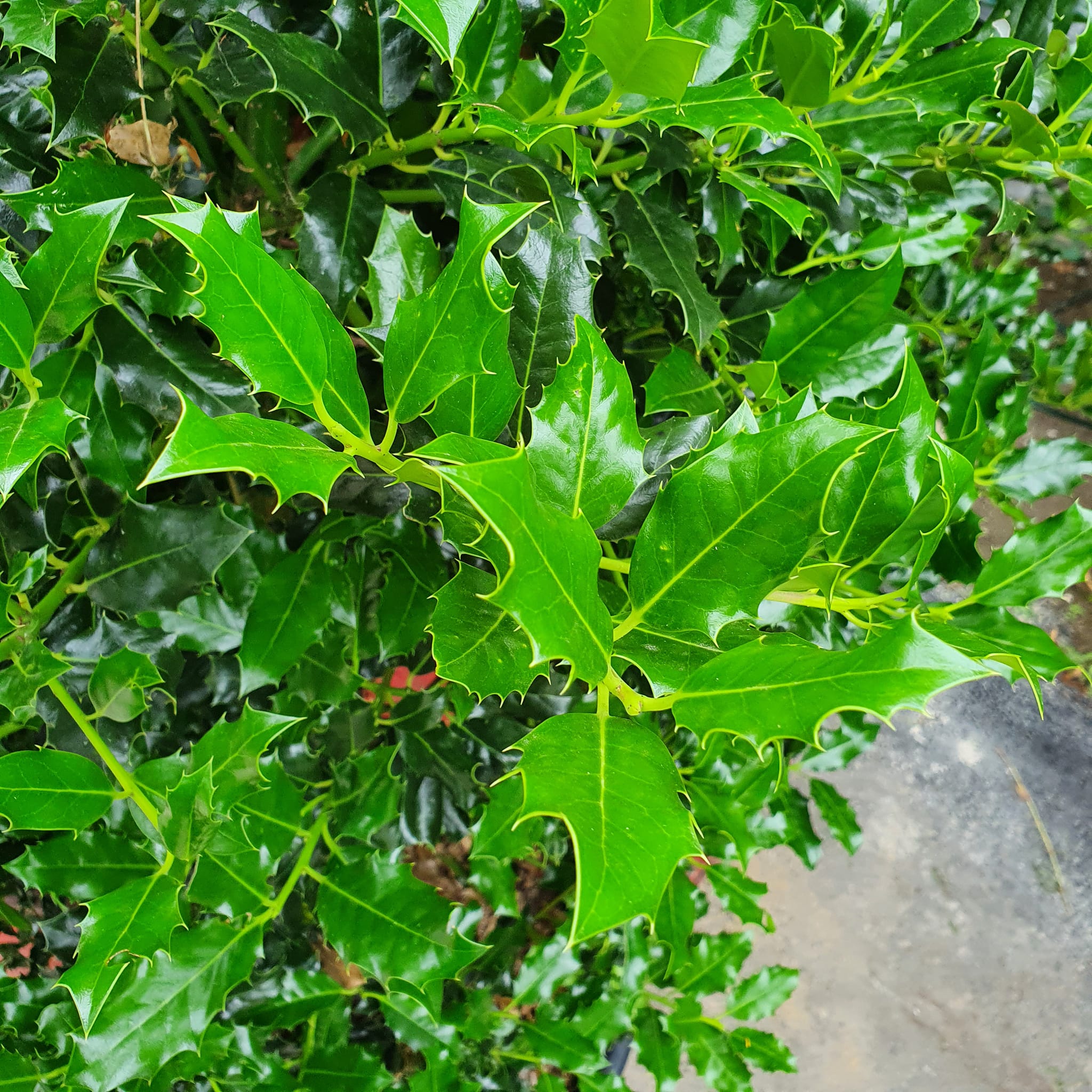 Ilex aquifolium - Common Native Holly 50L