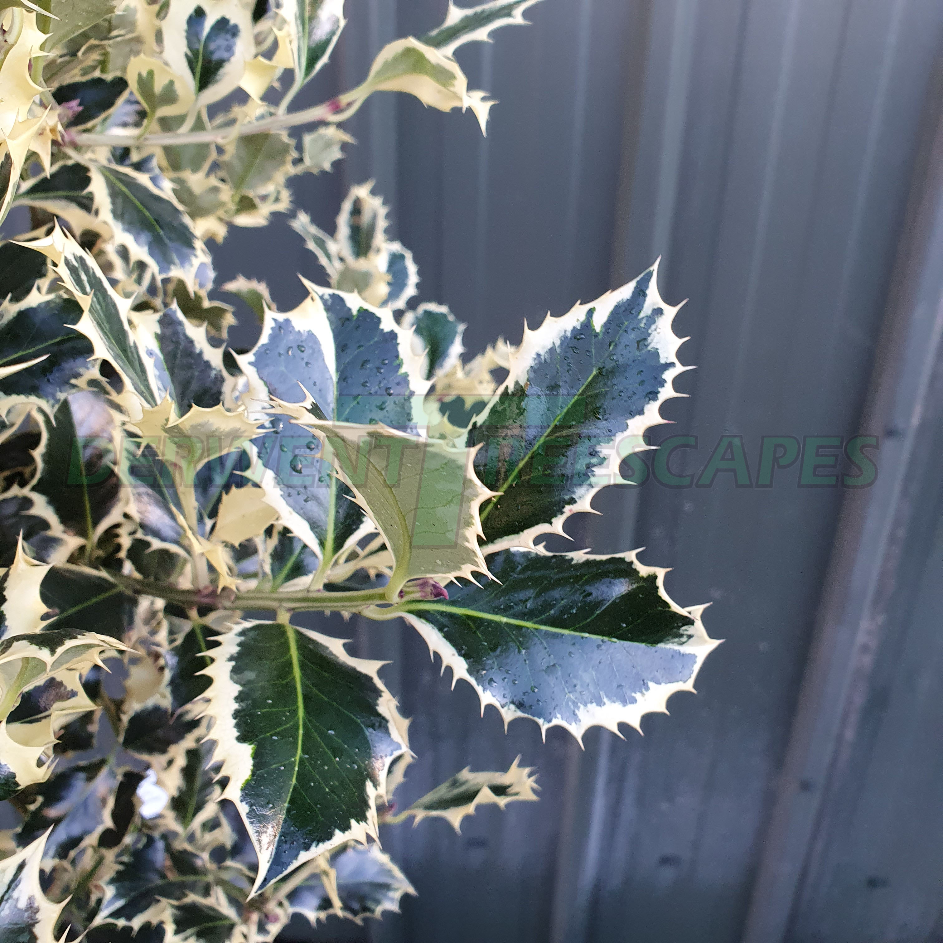 Ilex aquifolium Argentea Marginata Standard - Variegated Holly