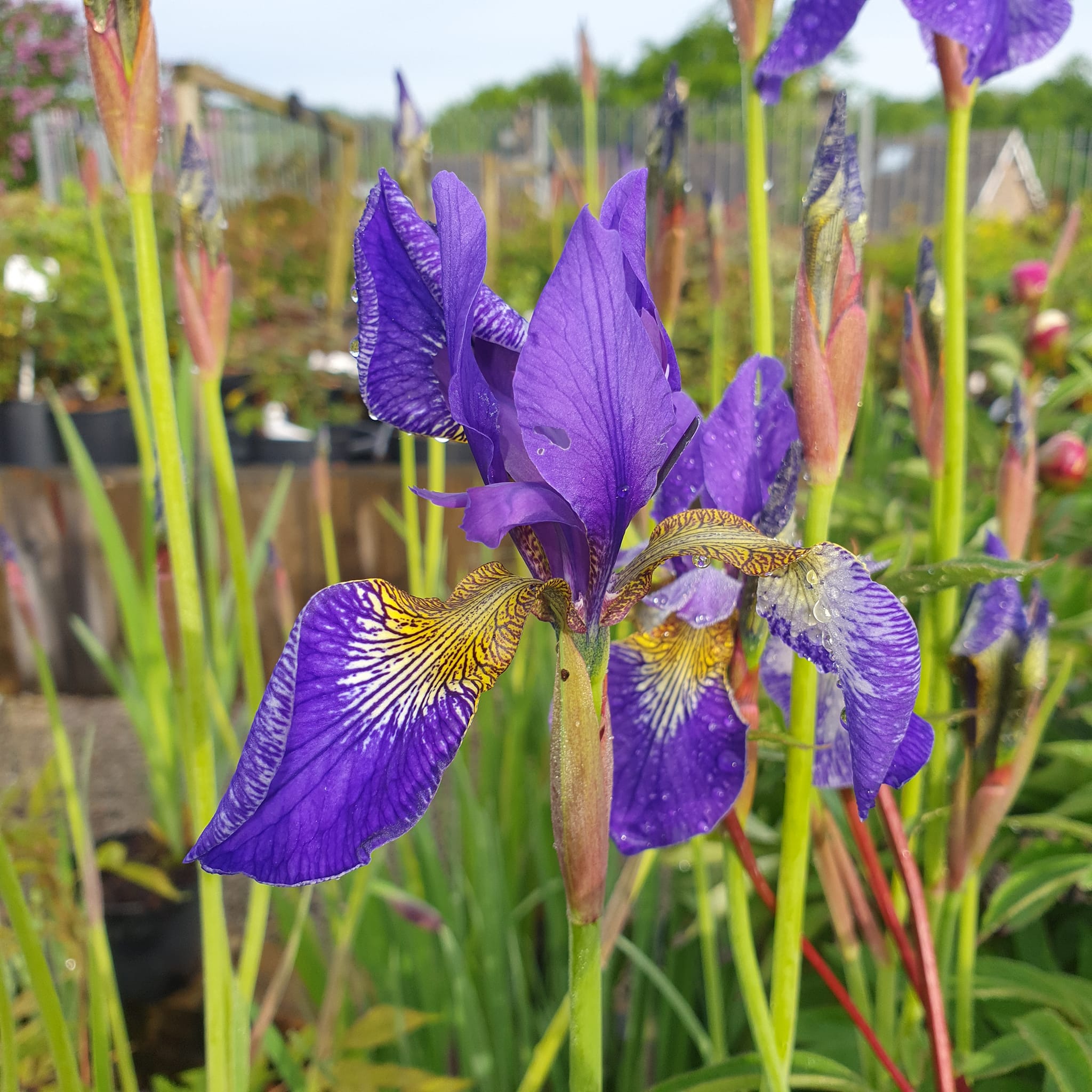 Iris siberica - Siberian Flag Iris