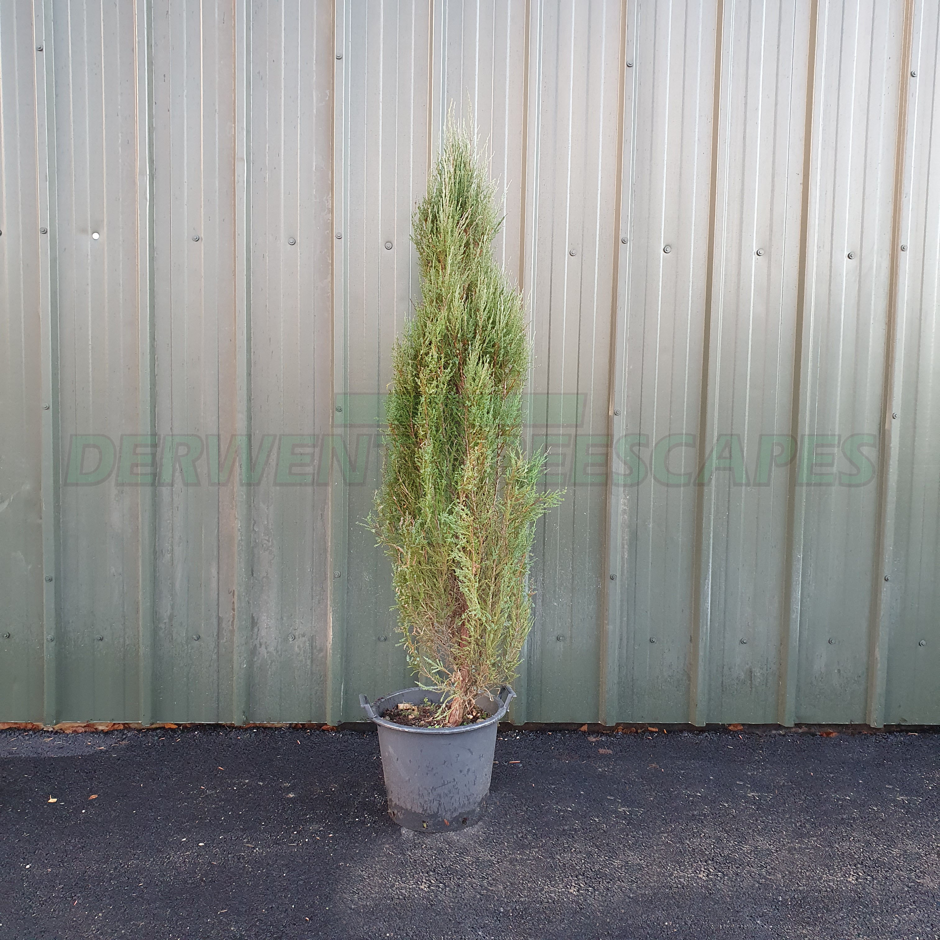 Juniperus scopulorum Blue Arrow - Rocky Mountain Juniper