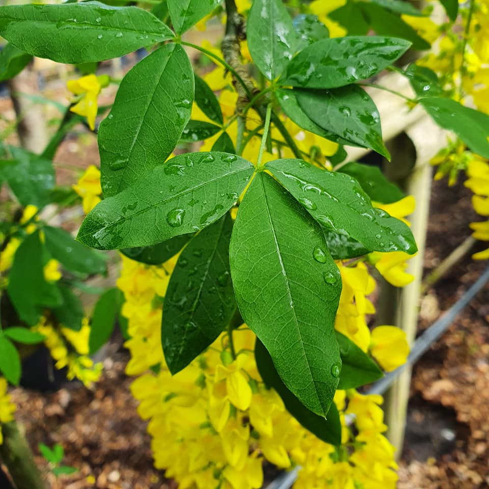 Laburnum alpinum Pendulum - Weeping Scotch Laburnum