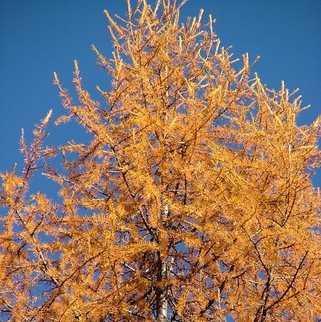 Larch - Larix decidua 40-60cm Bareroot