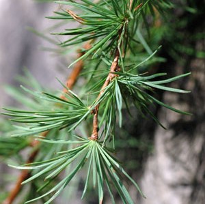 Larch - Larix decidua 40-60cm Bareroot