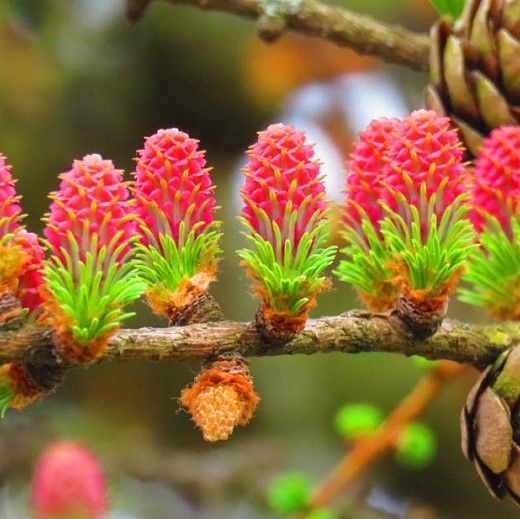 Larch - Larix decidua 40-60cm Bareroot