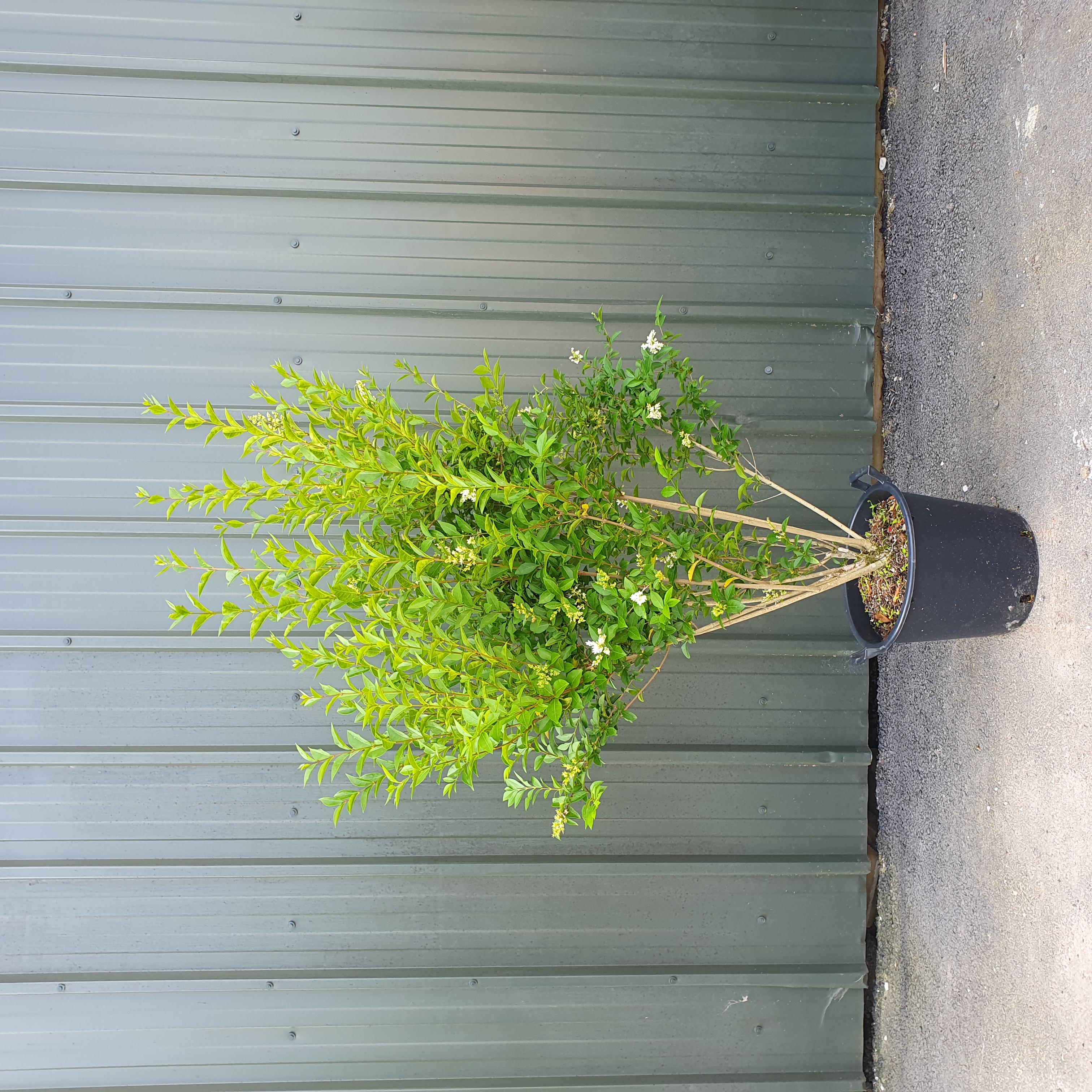 Ligustrum ovalifolium - Large Hedging Privet Plants