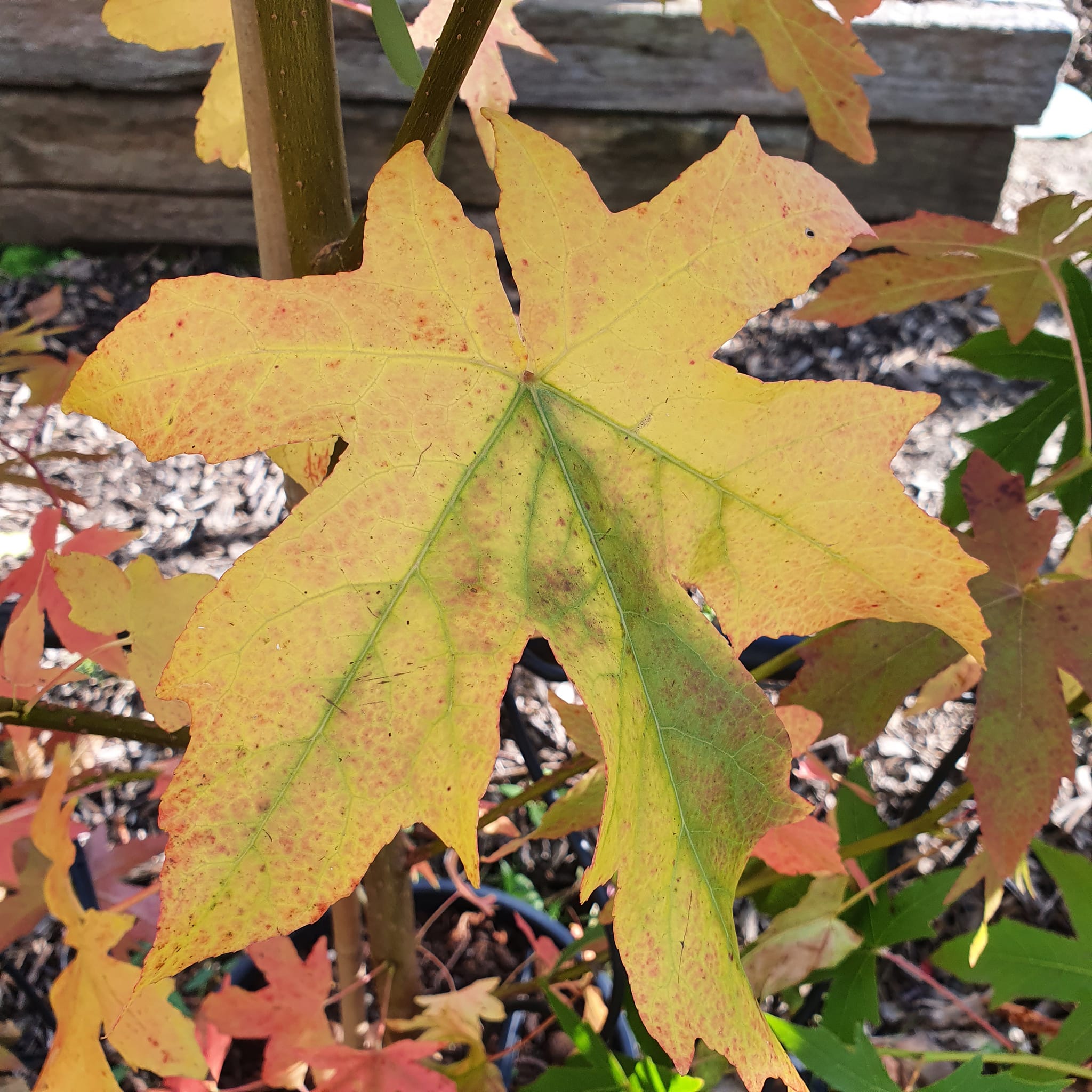 Liquidambar styraciflua Worplesdon - Sweet Gum