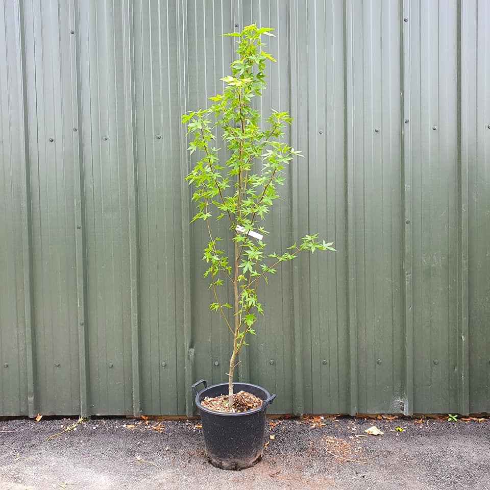 Liquidambar styraciflua Worplesdon - Sweet Gum