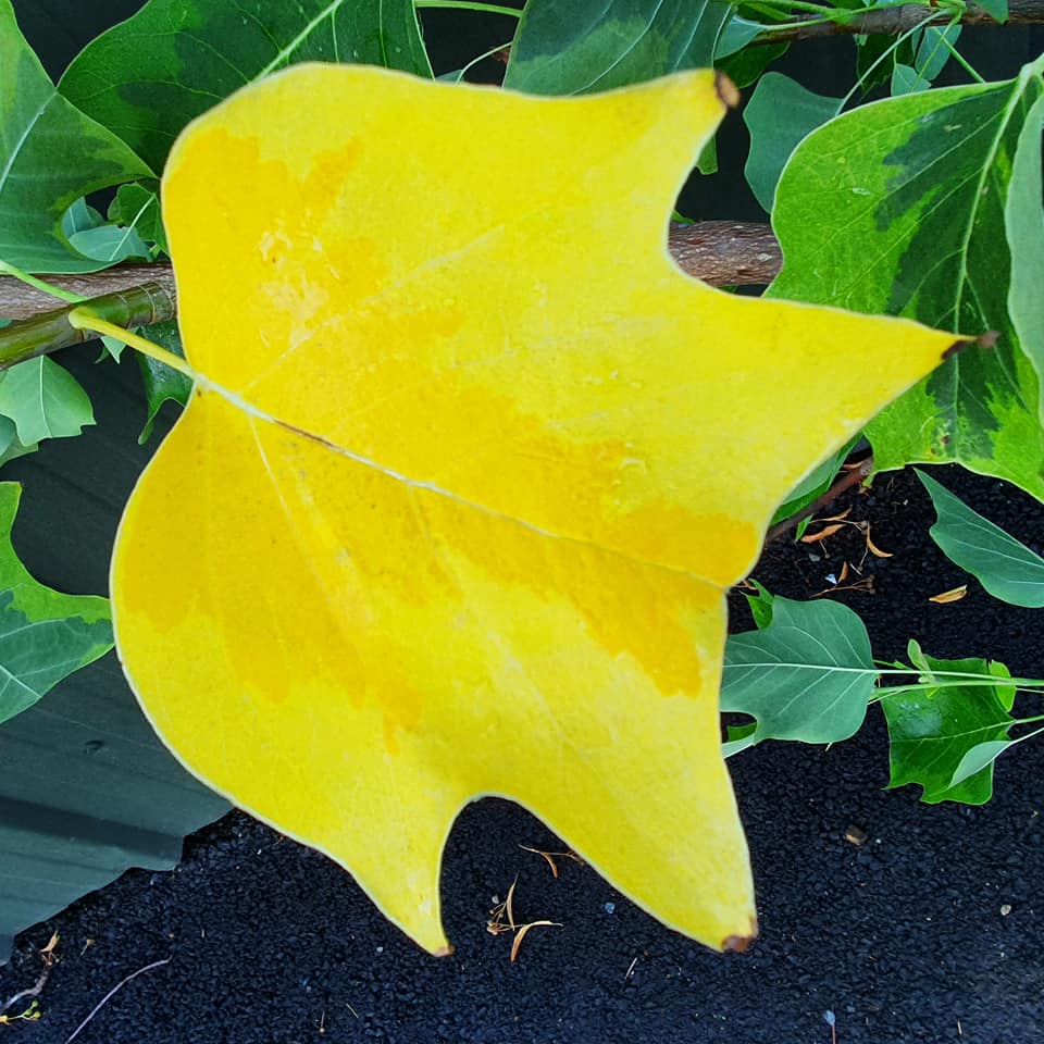Liriodendron tulipifera Aureomarginata - Variegated Tulip Tree