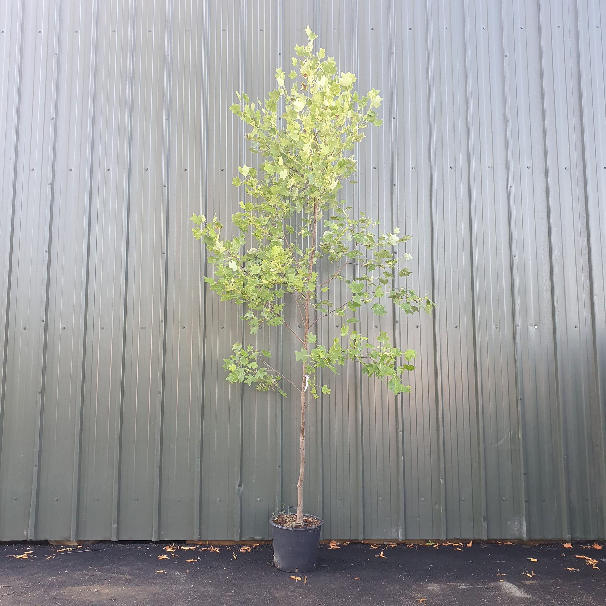 Liriodendron tulipifera - Tulip Tree 14-16