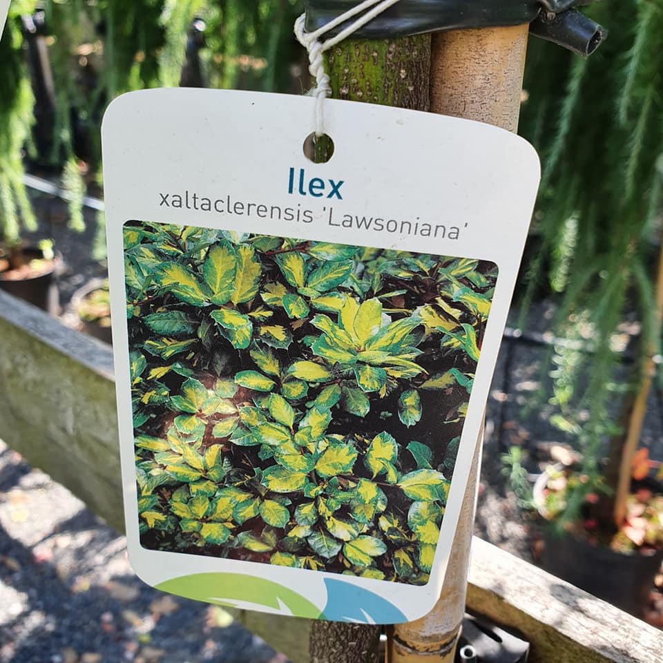Ilex aquifolium - Lollipop Holly Mixed Varieties