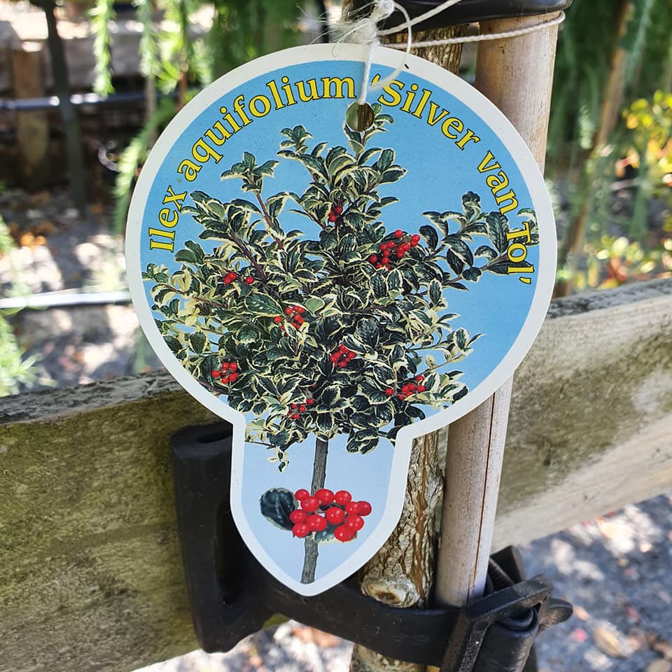 Ilex aquifolium - Lollipop Holly Mixed Varieties