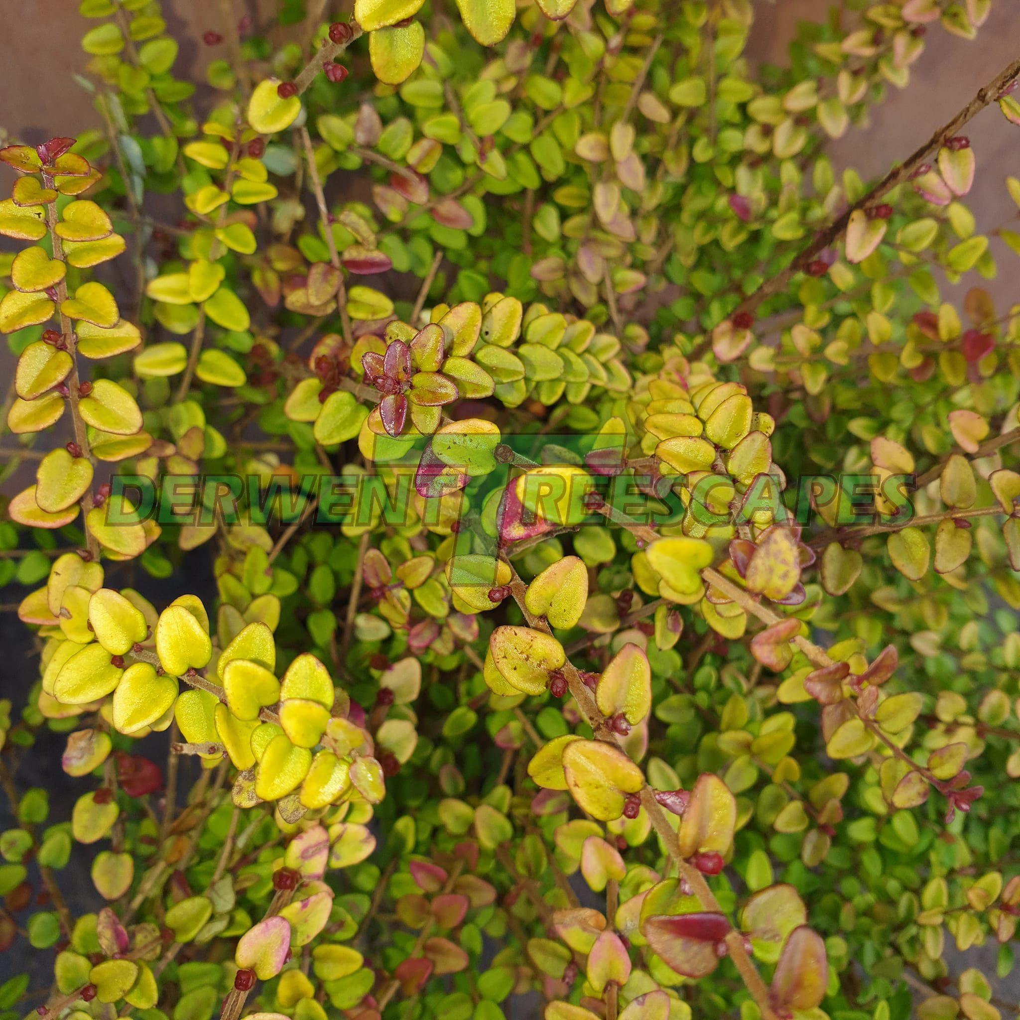 Lonicera Baggesens Gold