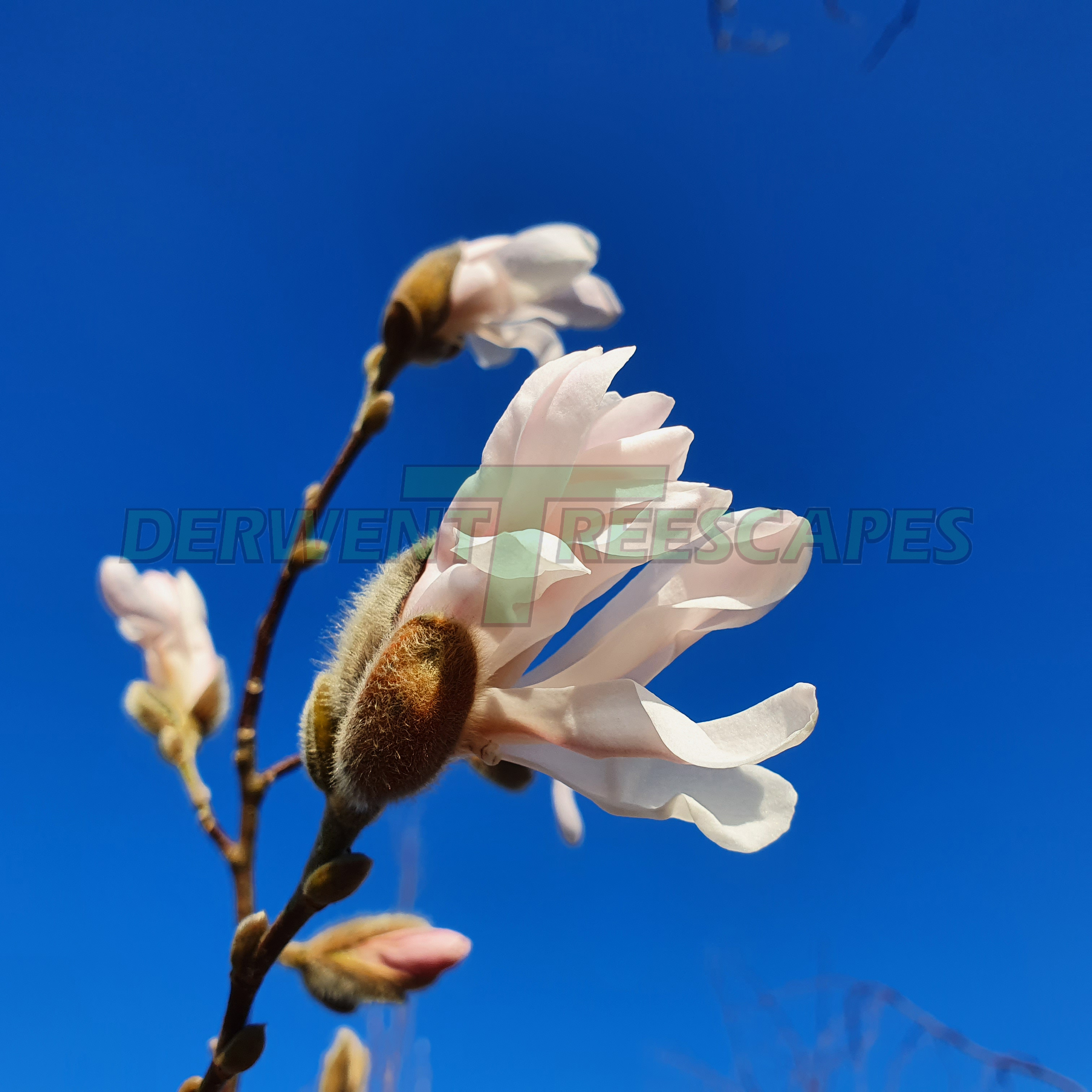 Magnolia stellata - Star Magnolia - 25L