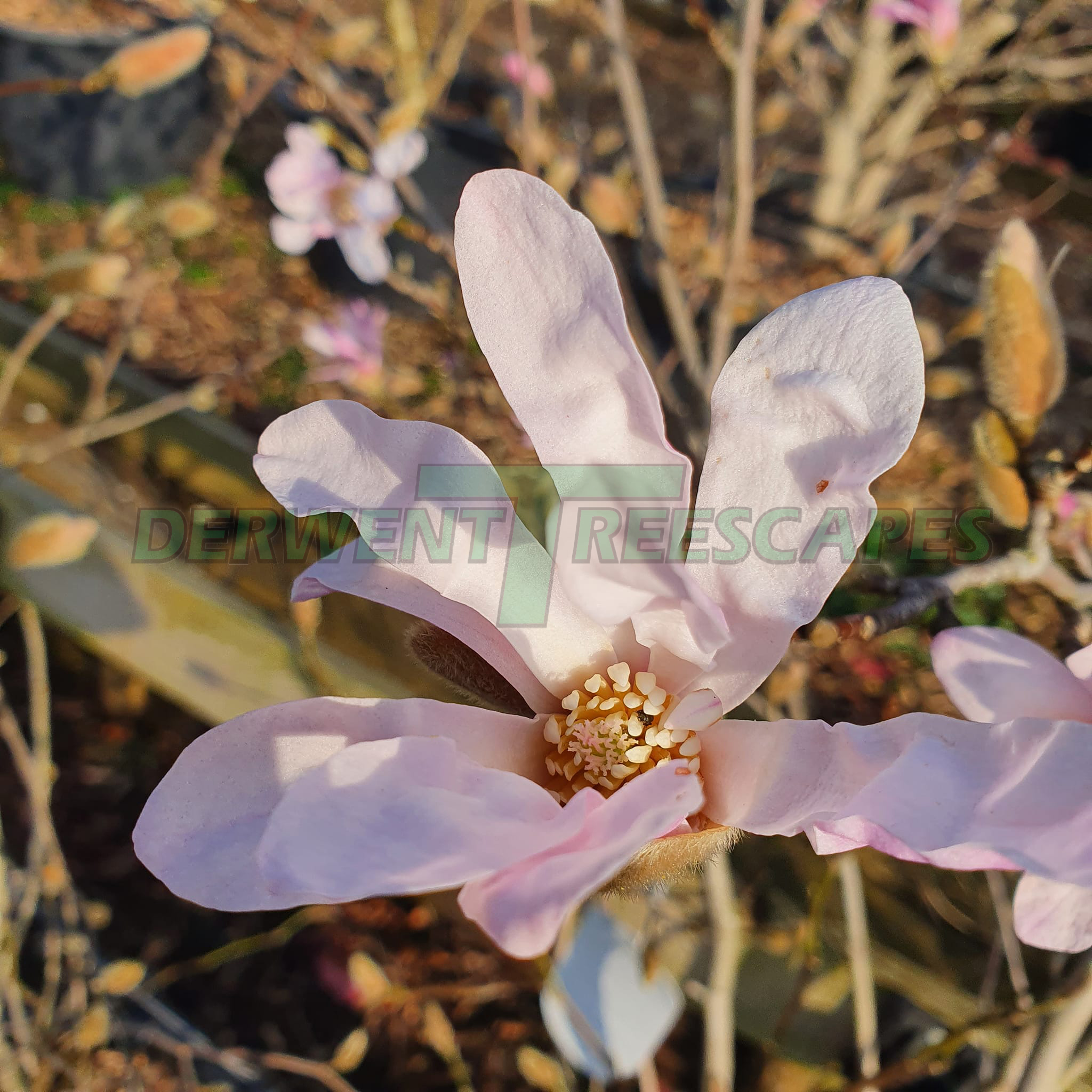 Magnolia Stellata Rosea - Pink Star Magnolia