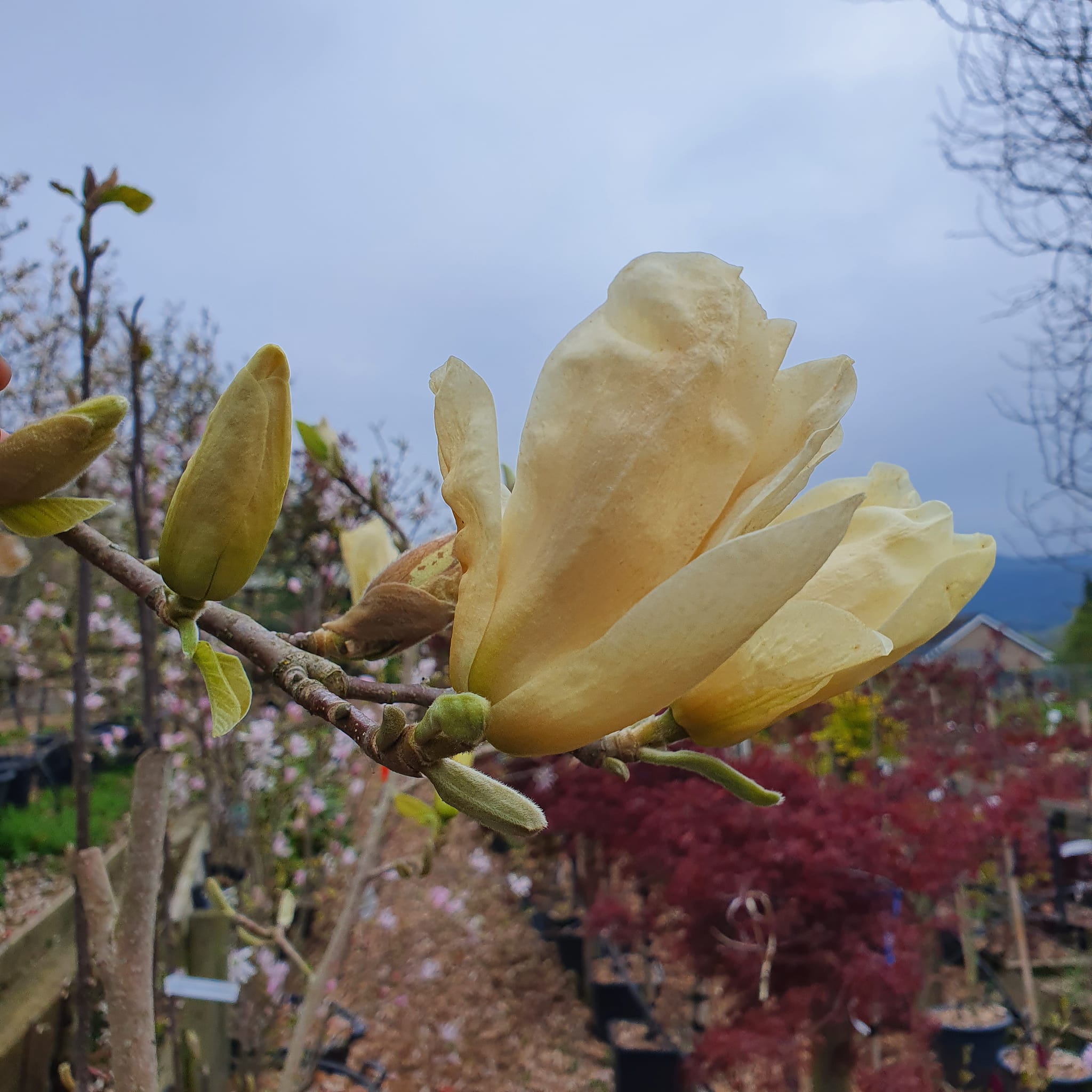 Magnolia Yellow River - Yellow flowering Magnolia