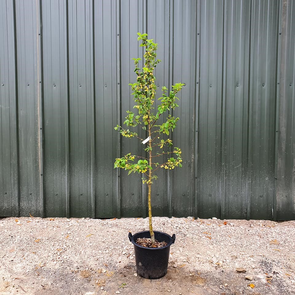 Malus Evereste - Crab Apple 6-8