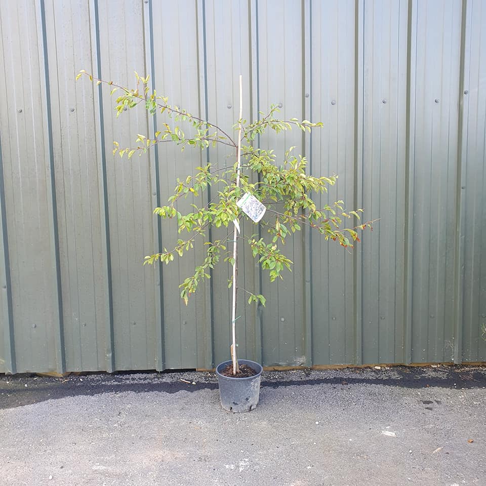 Malus floribunda - Crab Apple 10L