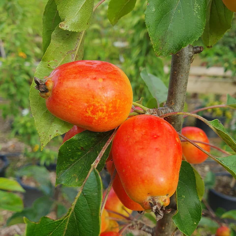 Malus Gorgeous - Crab Apple