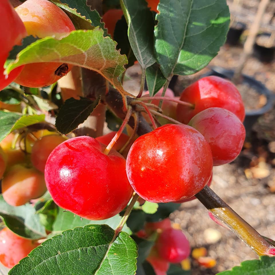 Malus Red Sentinel - Crab Apple Tree