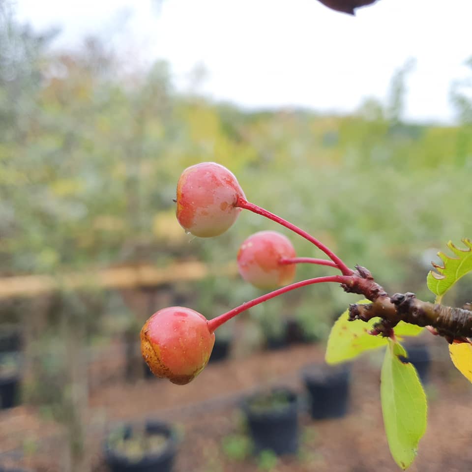 Malus Van Esseltine - Crab Apple 10L