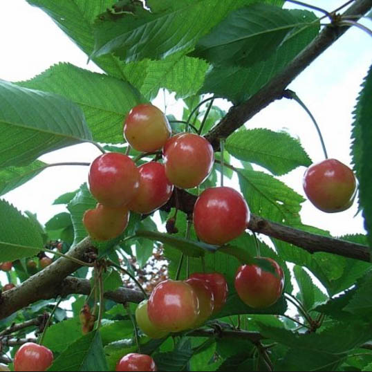 Cherry Tree - Merton Glory