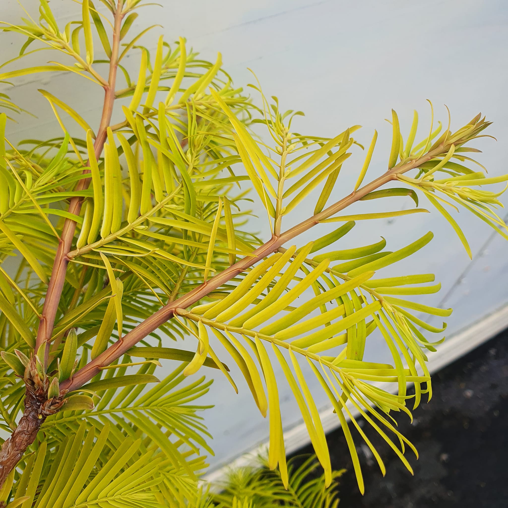 Metasequoia glyptostroboides Gold Rush - Golden Dawn Redwood