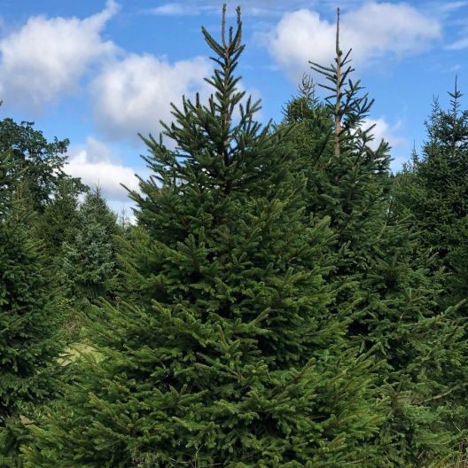 Spruce Norway - Picea abies 30-50cm Bareroot