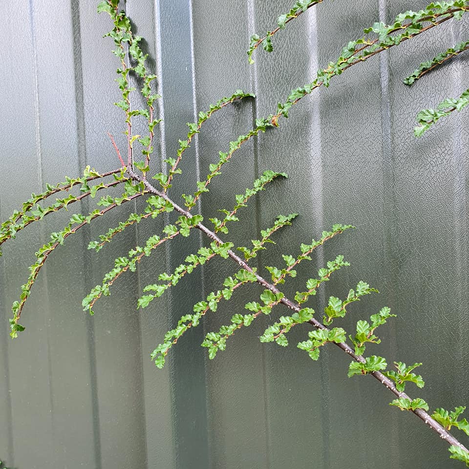 Nothofagus antarctica - Antartic Beech 