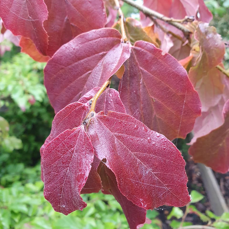 Parrotia persica - Persian Ironwood